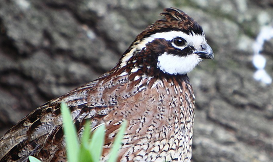 How to Use a Thermal Camera for Quail Hunting